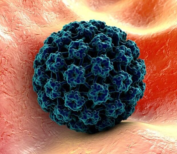 Əllərdə ziyillərə səbəb olan HPV-nin 3D modeli
